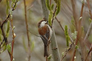 Chicadee, Chestnut-backed, 2009-03027962 Guadalupe, CA